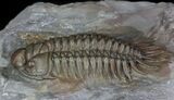 Rare Crotalocephalus Trilobite - Jorf, Morocco #65366-1